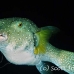 puffer_whitespotted_db_h_0705_png2121.jpg